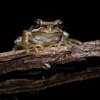 Rosnice Ewingova - Litoria ewingi - Southern Brown Tree Frog o0045